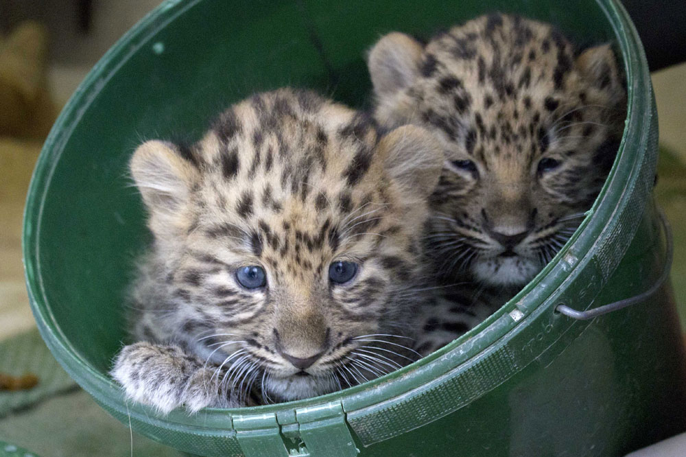 Amurleoparden-Zwillinge sind Jungs. Foto: Zoo Leipzig