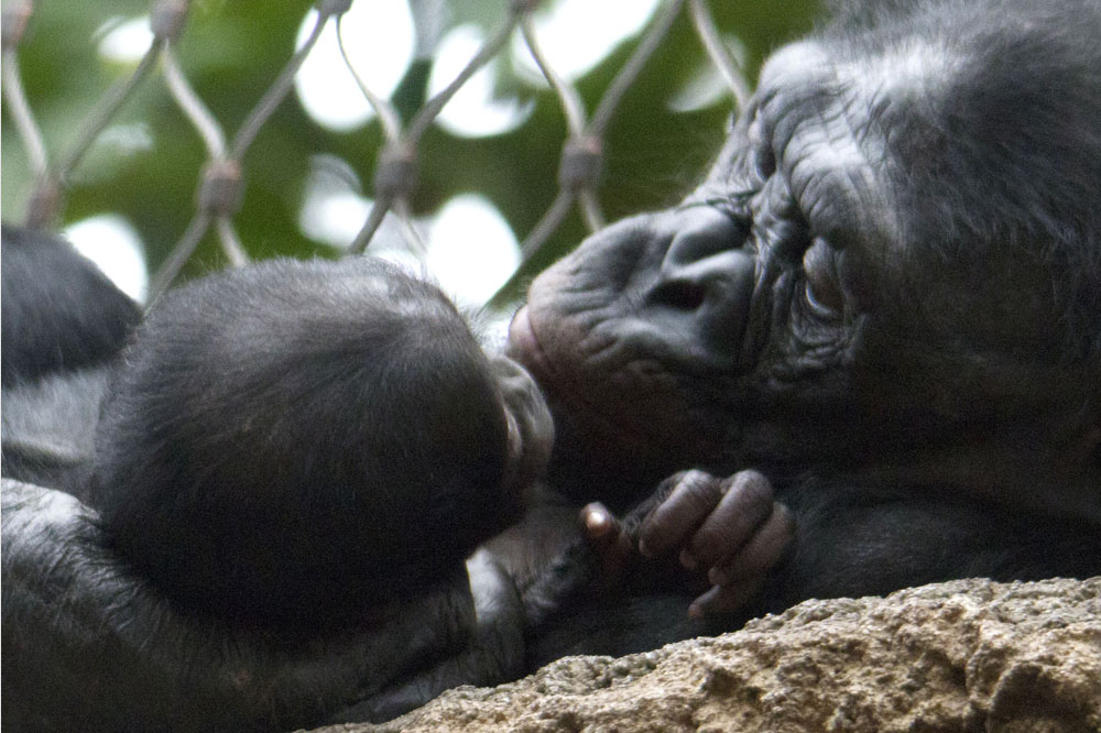Konferenz der Tiere. Foto: Schauspiel Leipzig