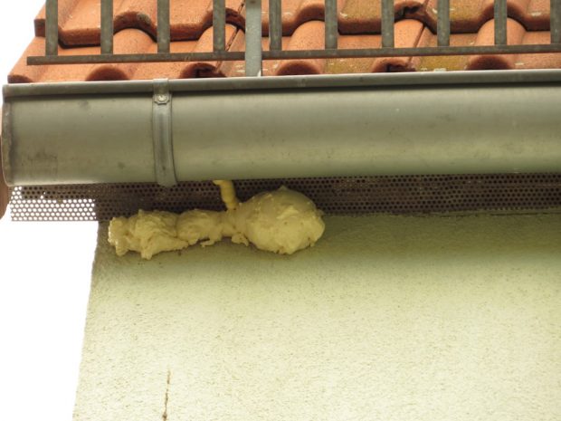 Mit Bauschaum versiegeltes Haussperlingsnest. Foto: NABU Leipzig