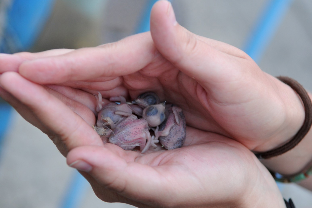 Drei Mauerseglerküken wurden unterkühlt geborgen. Foto: NABU Leipzig