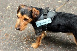 Ein Hamburger Hund. Foto: Jürgen Kasek