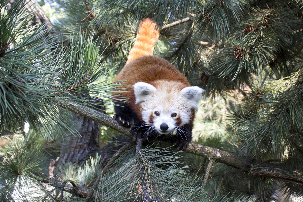 Am 1. August öffnet das Himalaya-Gebirge – der Rote Panda fühlt sich schon wohl. Foto: Zoo Leipzig