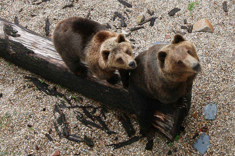 Die beiden vier Jahre alten Geschwister Bea und Benno. Foto: Landratsamt