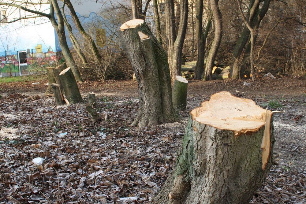 Gefällte Bäume in Connewitz. Foto: Ralf Julke