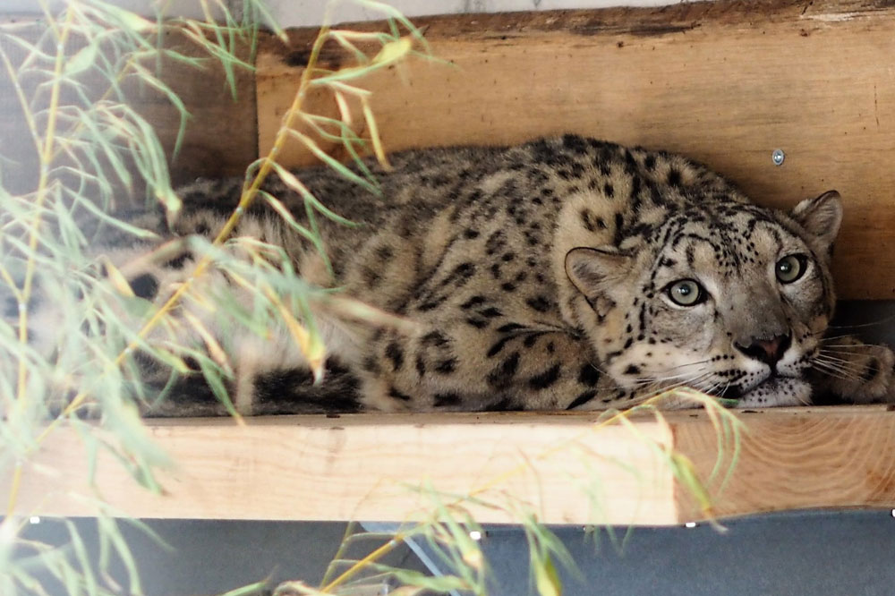 Schneeleopardin Chandra im neuen Domizil Himalaya. Foto: Zoo Leipzig