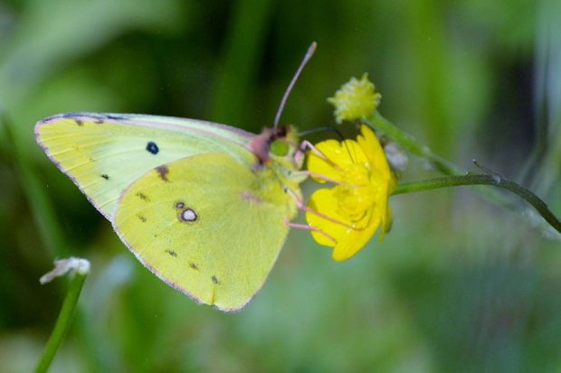Die Goldene Acht ist Schmetterling des Jahres 2017. Foto: NABU/Erich Hans-Dieter Knopf