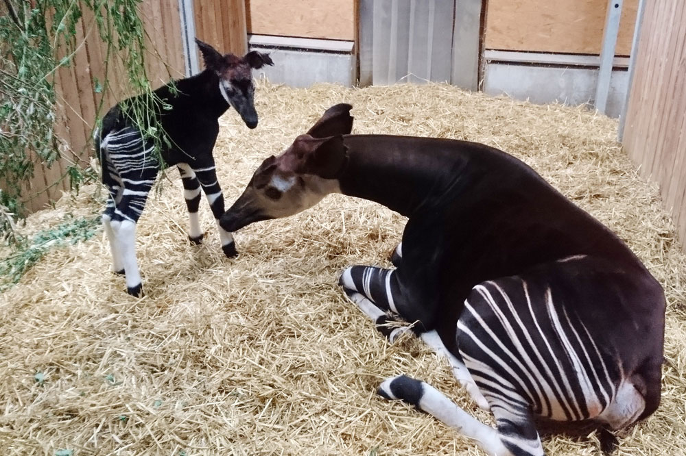 Okapi Zawadi mit Jungtier. Foto: Zoo Leipzig