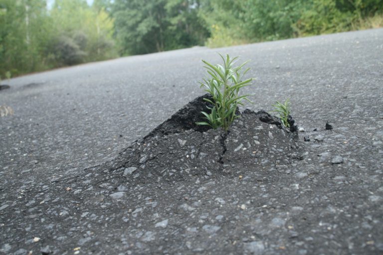 Gut in Form. Foto: Ralf Julke