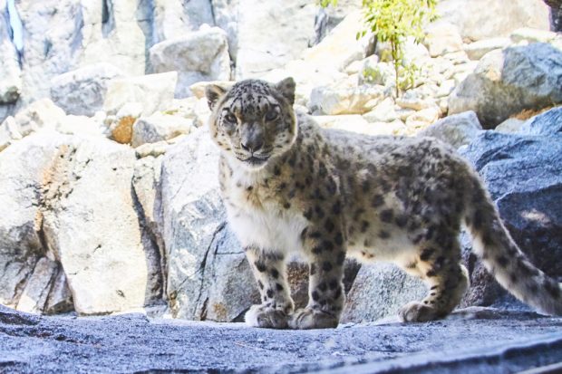 Die Schneeleoparden – Ab morgen im Himalaya-Gebirge. Foto: Zoo Leipzig