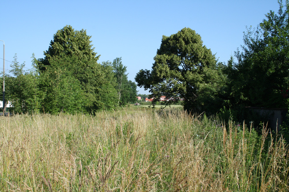 Die Wiese an der Prager Straße. Foto: Ralf Julke