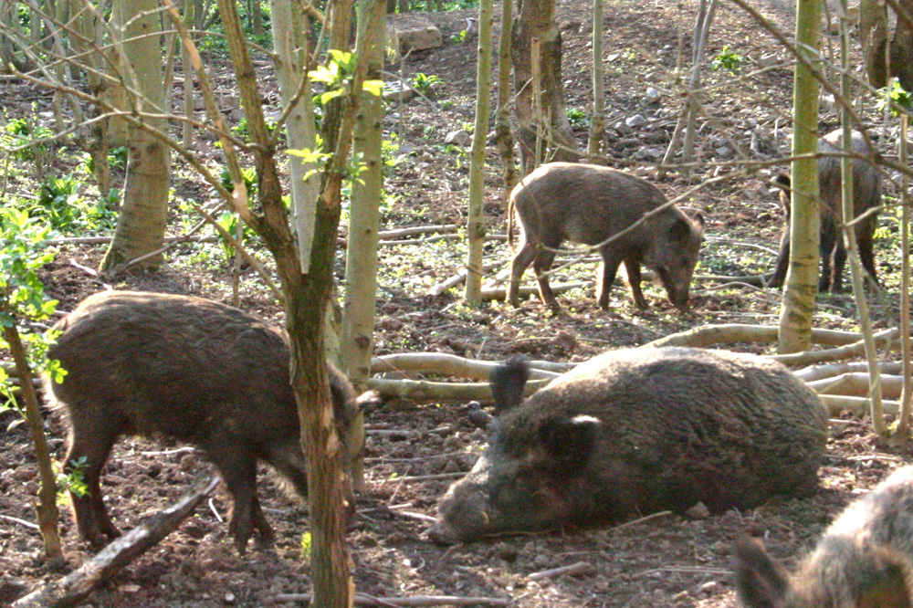 Wildschweine im Leipziger Wildpark. Foto: Ralf Julke