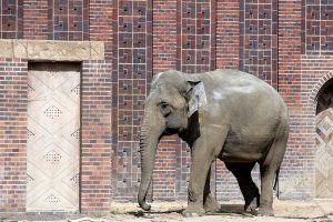 Elefantendame im Leipziger Zoo. Ab 30. August sind ihre Artgenossen mit Kunststückchen in Leipzig. Foto: Sebastian Beyer