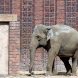 Elefantendame im Leipziger Zoo. Ab 30. August sind ihre Artgenossen mit Kunststückchen in Leipzig. Foto: Sebastian Beyer