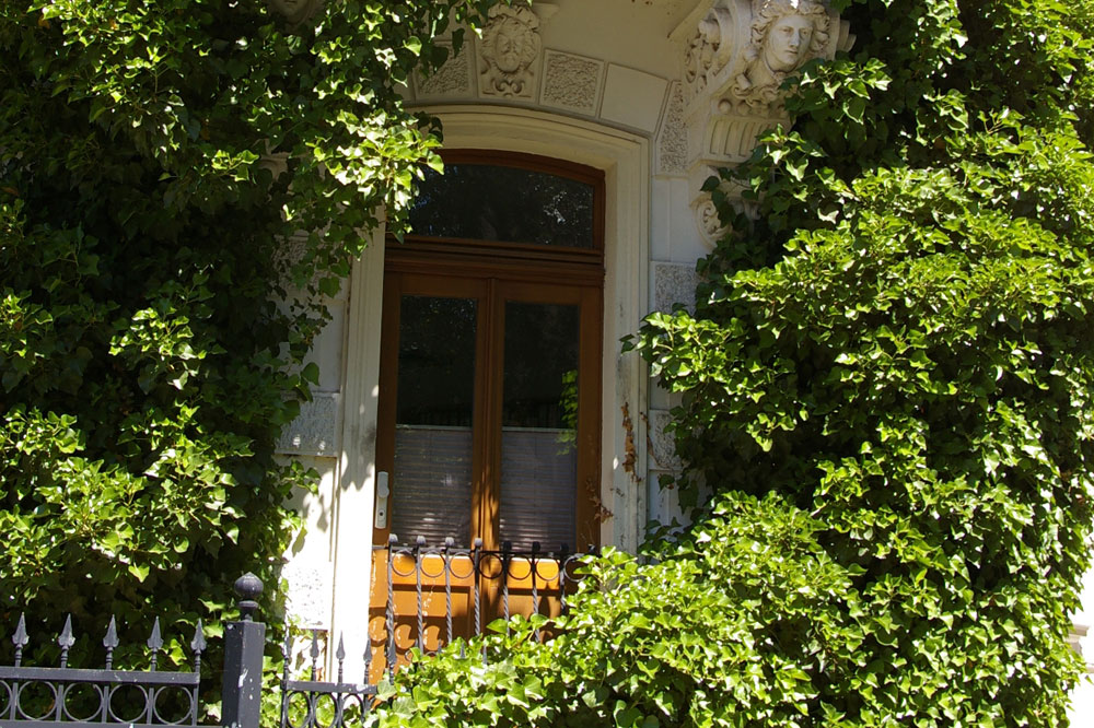 Begrünte Fassade an der Erfurter- Ecke Prellerstraße. Foto: Ökolöwe