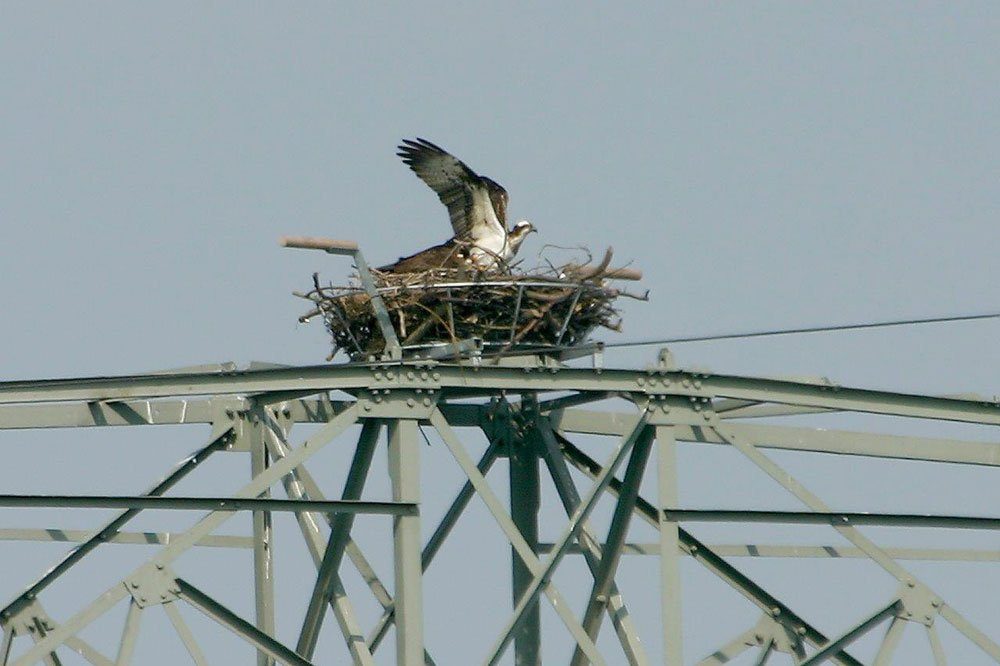 Fischadler im Horst auf Nisthilfe Foto: Sven Möhring