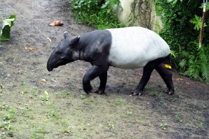 Tapirbulle Ketiga in Gondwanaland. Foto: Zoo Leipzig
