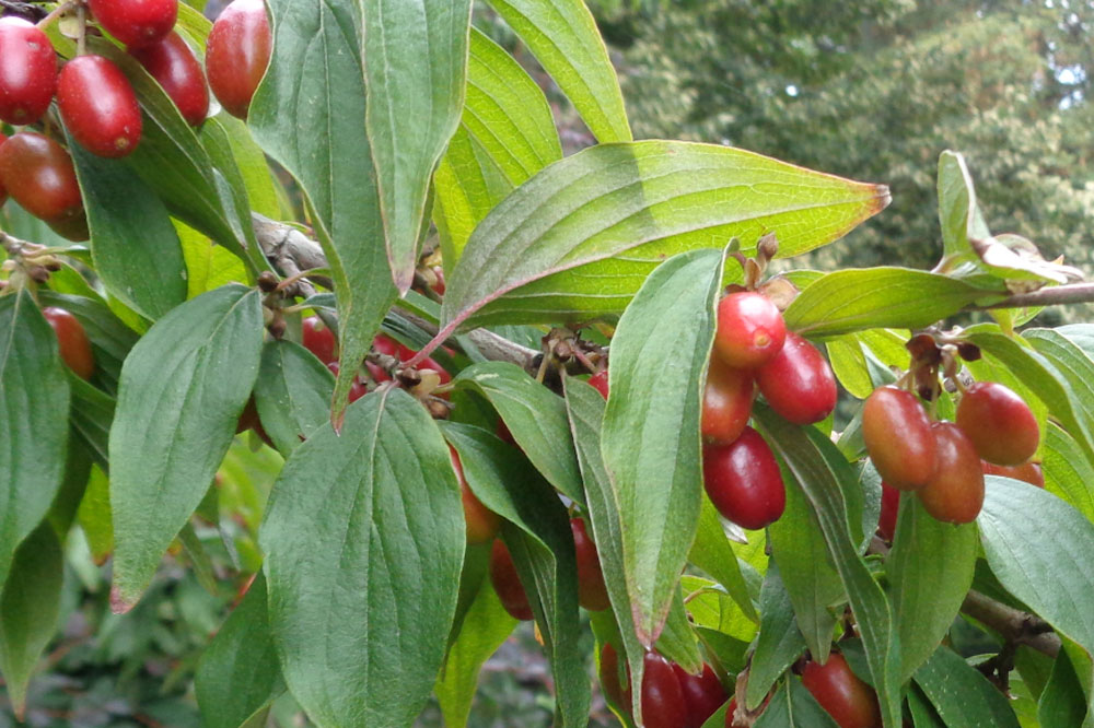 Kornelkirsche. Foto: erleb-bar