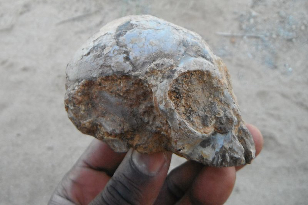Alesi, der Schädel der neuen ausgestorbenen Menschenaffenart Nyanzapithecus alesi (KNM-NP 59050). Foto: Fred Spoor