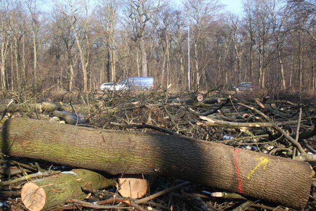 Gesunde Eschen - gefällt an der Hans-Driesch-Straße. Foto: Jan Kaefer
