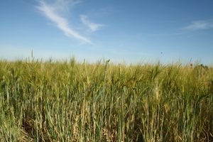 Getreidefeld mit Sommerhimmel. Foto: Ralf Julke