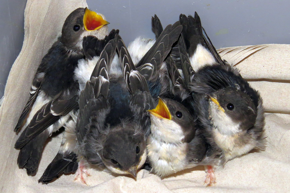 Diese Mehlschwalben sind die Überlebenden aus einem abgeschlagenen Nest. Zum Zeitpunkt der Fotoaufnahme wurden sie bereits eine Woche in der Wildvogelhilfe des NABU Leipzig gepflegt. Die Schwalben konnten in einer Mehlschwalbenkolonie in Leipzig-Thekla erfolgreich ausgewildert werden. Foto: Karsten Peterlein, NABU Leipzig