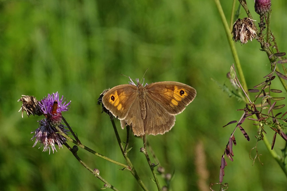 Auf der NABU-Streuobstwiese sind zahlreiche Schmetterlinge zu Hause. Besonders wichtig: Sowohl Raupe als auch die erwachsenen Falter finden hier Nahrung und Lebensraum. Foto: Carola Bodsch