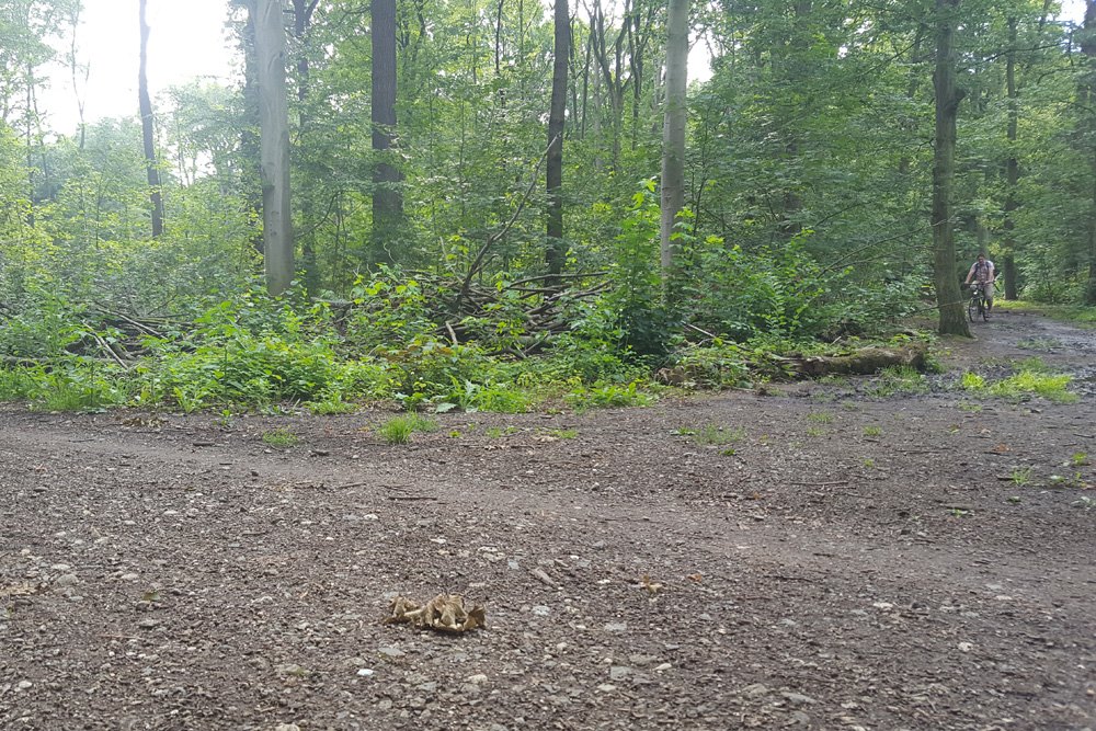Von Eschen bereinigt in der Nonne. Foto: Marko Hofmann