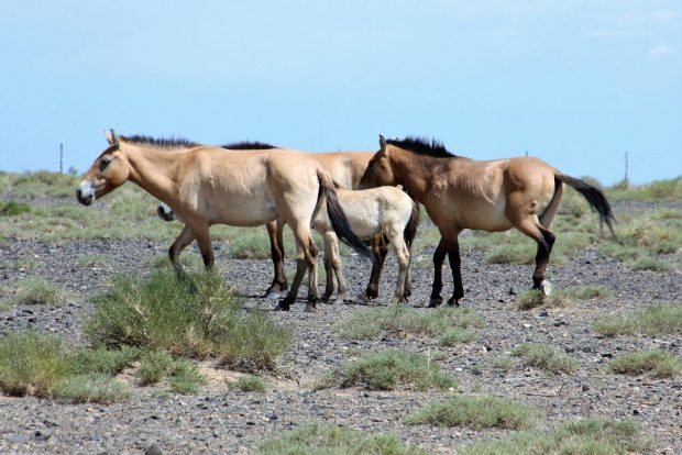 Wildpferdstute Rabea mit Jungtier in der Mongolei. Foto: Zoo Leipzig