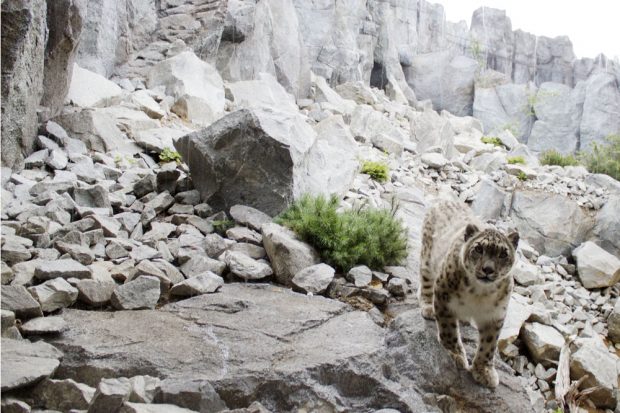 Schneeleopardin im Himalaya-Gebirge. Foto: Zoo Leipzig