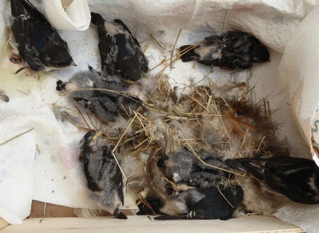Die Nester dieser Schwalben wurden im Sommer 2017 in Oschatz abgeschlagen. Nicht alle Pfleglinge überlebten den Absturz. Das Team der Wildvogelhilfe des NABU Leipzig kümmert sich um die Pfleglinge. Karsten Peterlein, NABU Leipzig