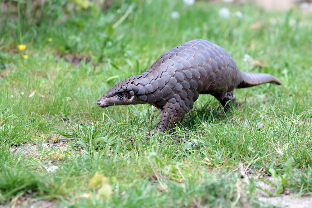 Prominente Beispielart: Schuppentier Tou Feng. Foto: Zoo Leipzig