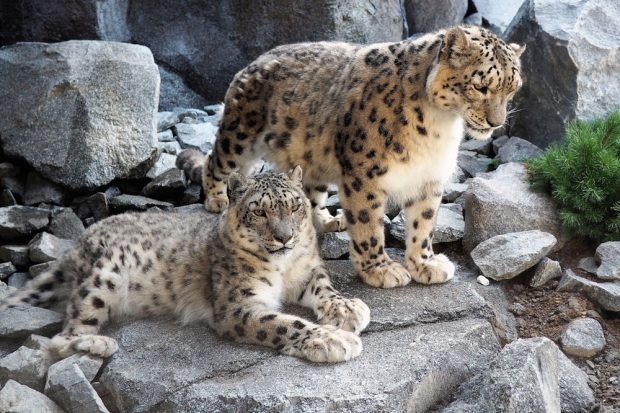 Schneeleopardenpärchen in der neuen Himalayaanlage. Foto: Zoo Leipzig