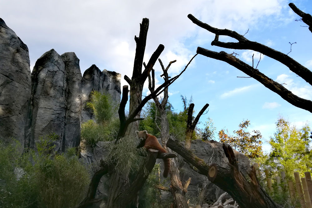 Roter Panda im Himalaya-Gebirge. Foto: Zoo Leipzig