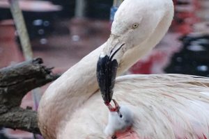 Flamingoküken wird gefüttert. Foto: Zoo Leipzig