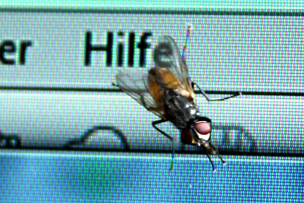 Typisches Bauchmarktier: die Fliege. Foto: Ralf Julke