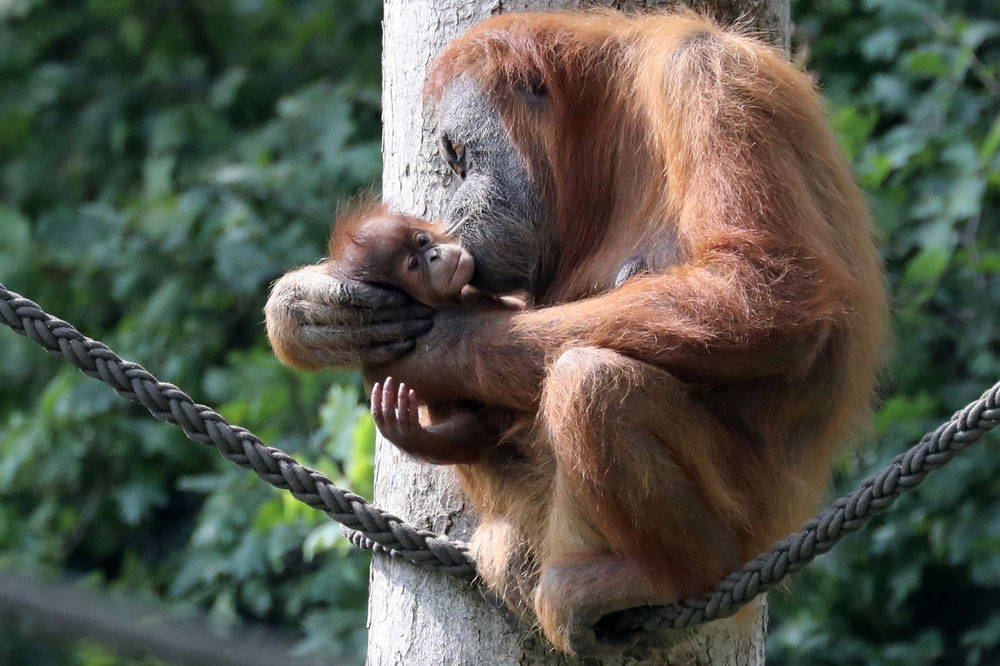 Sari mit Mutter Padana. Foto: Zoo Leipzig