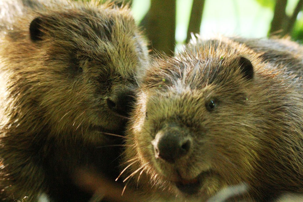 Elbebiber. Foto: Sven Möhring