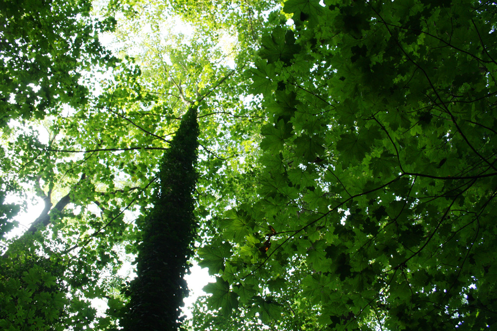 Im südlichen Auenwald. Foto: Ralf Julke
