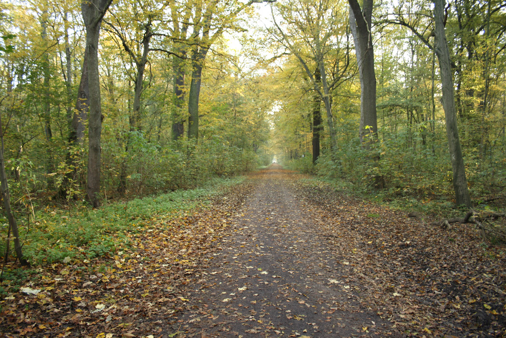 Waldweg in der Burgaue. Foto: Ralf Julke