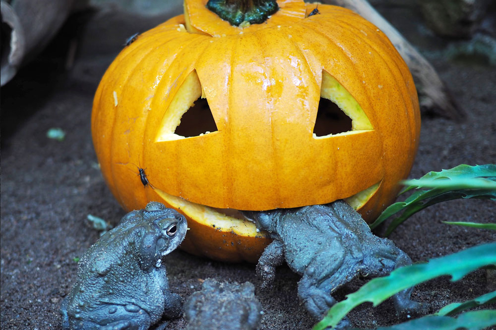 Kürbis frisst Colorado-Kröte – Halloween im Zoo Leipzig. Foto: Zoo Leipzig