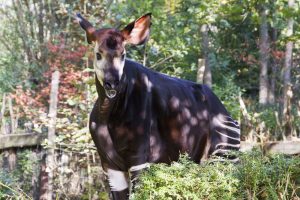 Zawadi im herbstlichen Okapi-Wald. Foto: Zoo Leipzig