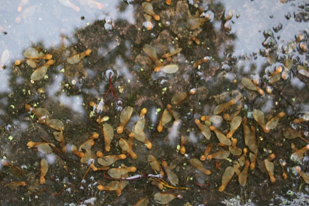 Leipziger Pfütze voller Ahornnasen. Foto: Ralf Julke