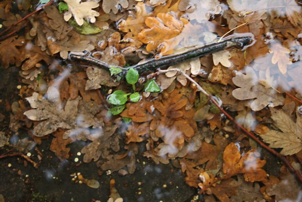 Schöne bunte Pfütze mit Eichenlaub. Foto: Ralf Julke
