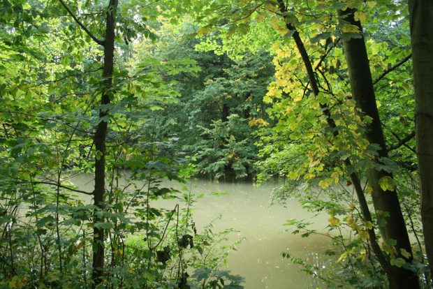 Pleiße im südlichen Auwald. Foto: Ralf Julke