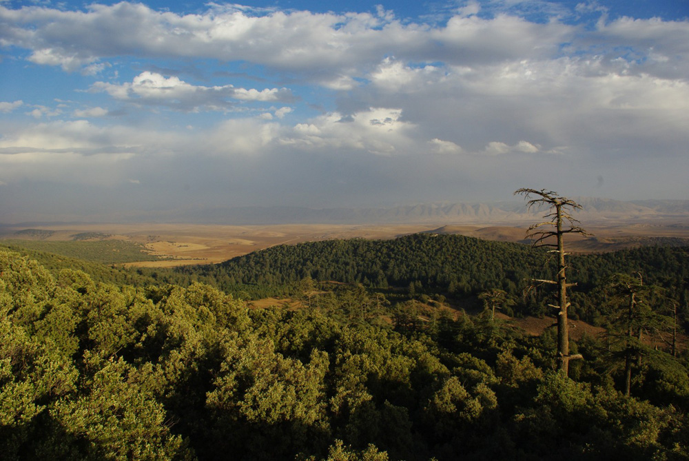 Zedern-Eichenmischwald im Mittleren Altas Marokkos. Die Atlaszeder ist durch den aktuellen Klimawandel bedroht, da sie gegenüber zunehmender Sommerhitze sehr empfindlich ist. Foto: Arbeitsgruppe Physische Geographie der Universität Leipzig