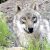 Der Canis lupus lupus (Europ&auml;ischer Grauwolf) ist mit seinen 70 bis 90 Zentimetern Schulterh&ouml;he und bis zu 50 Kilogramm Gewicht deutlich gr&ouml;&szlig;er als ein Deutscher Sch&auml;ferhund. Foto: Dieter Sch&uuml;tz, Pixelio