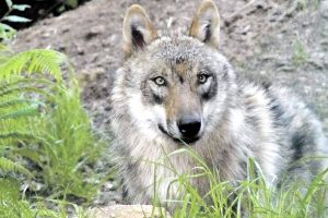 Der Canis lupus lupus (Europäischer Grauwolf) ist mit seinen 70 bis 90 Zentimetern Schulterhöhe und bis zu 50 Kilogramm Gewicht deutlich größer als ein Deutscher Schäferhund. Foto: Dieter Schütz, Pixelio