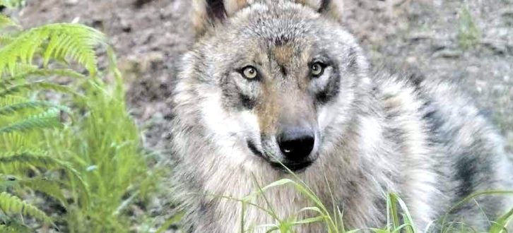 Der Canis lupus lupus (Europäischer Grauwolf) ist mit seinen 70 bis 90 Zentimetern Schulterhöhe und bis zu 50 Kilogramm Gewicht deutlich größer als ein Deutscher Schäferhund. Foto: Dieter Schütz, Pixelio