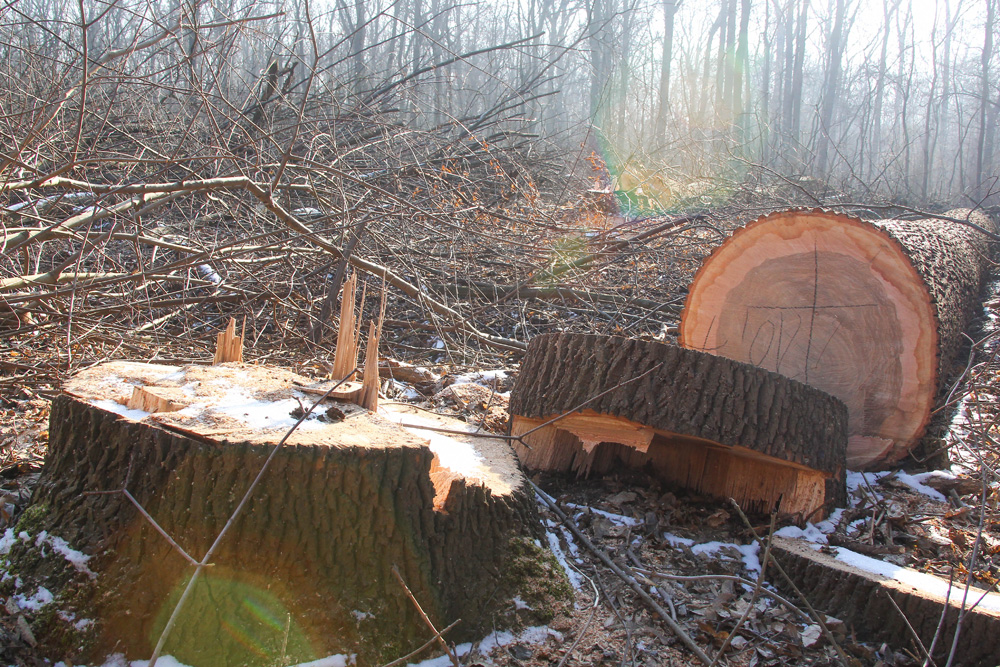 Baumfällungen in der Hans-Driesch-Straße im Februar 2017. Foto: Jan Kaefer