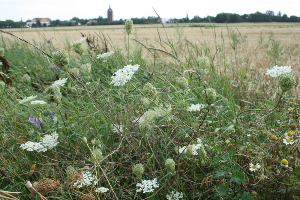 Wichtiger Lebensraum für Insekten: ungemähter Feldrain. Foto: Ralf Julke